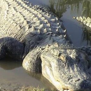 Meet your Posher, Siarra